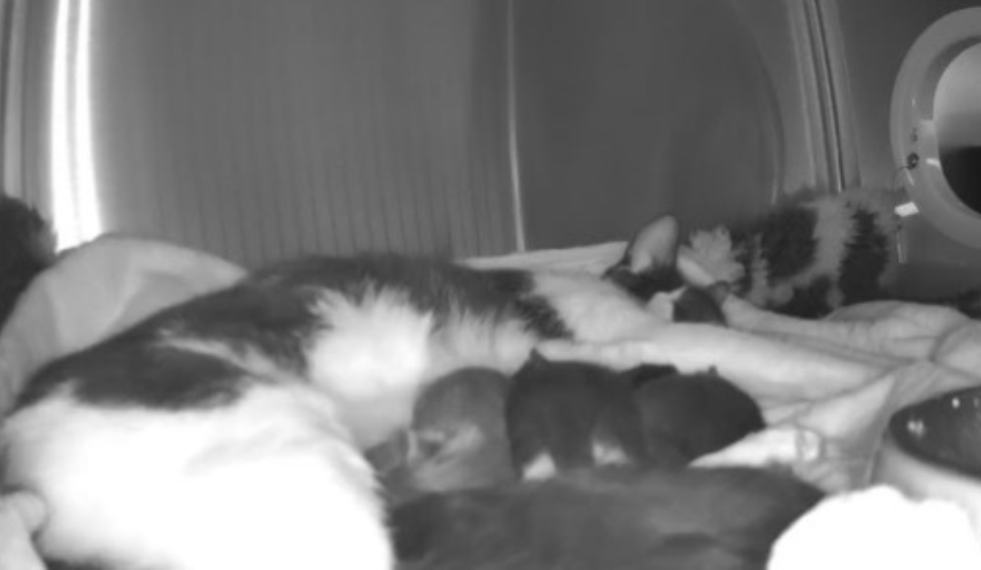 This is Pretty Kitty’s Story