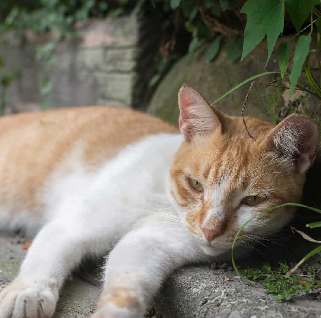 The benefits of cat desexing