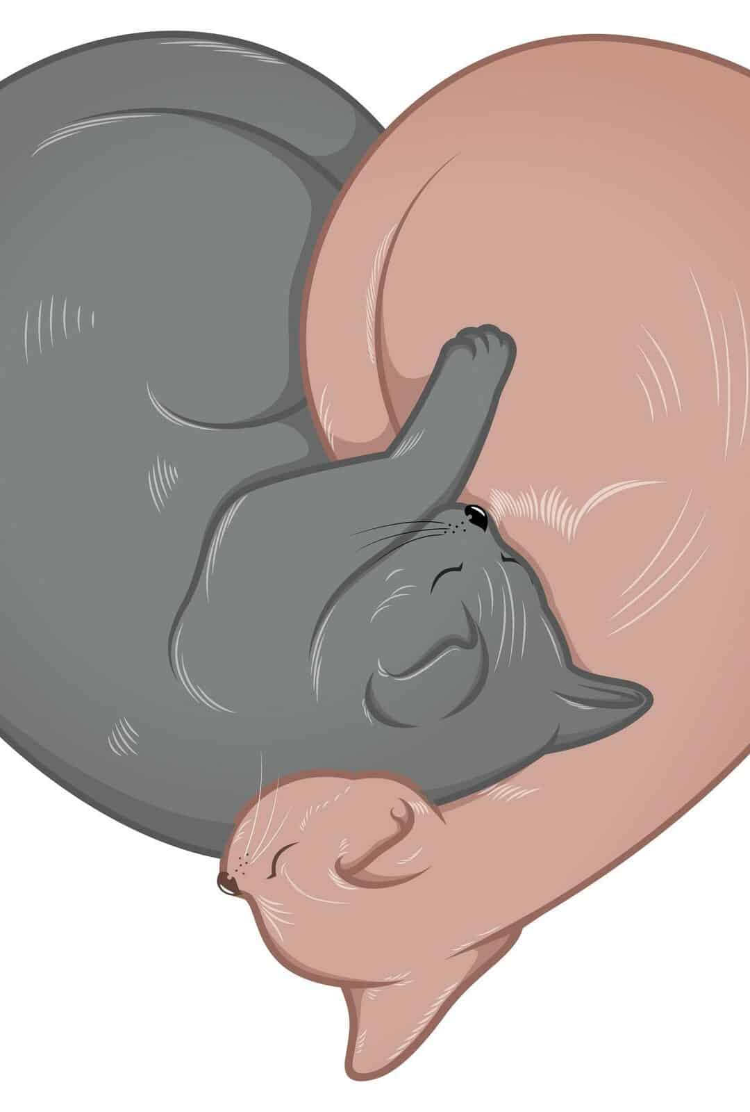 The Breeding Cycle of Cats Explained