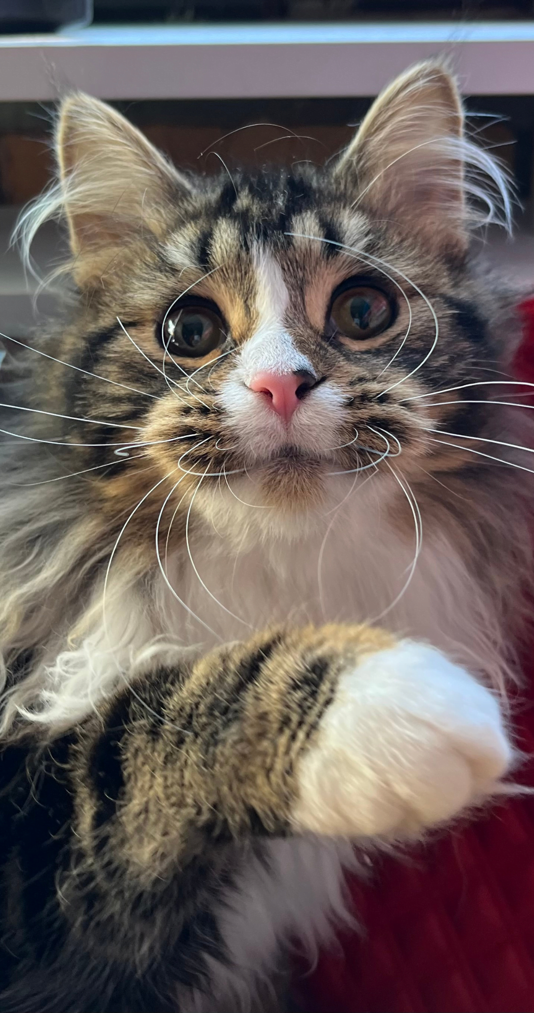 Microchipping: The Voice of Our Animals and Keeping Information Updated